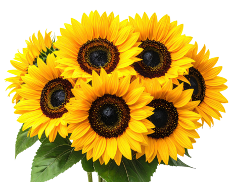 A vibrant cluster of sunflowers, with rich yellow petals and dark brown centers, set against a black background.  Green leaves are partially visible