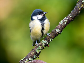 Kohlmeise (Parus major)