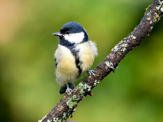Kohlmeise (Parus major)