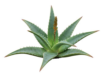 Isolated aloe plant with spiky leaves and developing flower in studio shot, no background