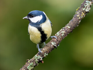 Kohlmeise (Parus major)