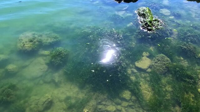Green algae (Enteromorpha intestinalis) grows on rocks near the shore of the eutrophic Khadzhibey Estuary