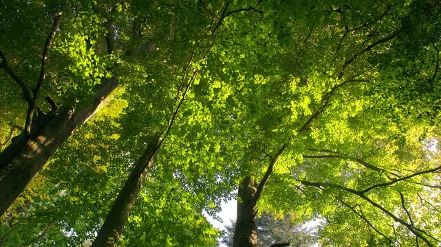 Illuminated lush spring forest canopy of beech trees in nice shades of fresh green, worms-eye view with smooth motion