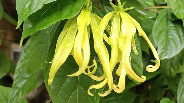 Ylang-Ylang flower (ilang ilang), Cananga odorata, yellow petals as long, flat lines that are bent, far fragrant, with water drop of rainy season in ornamental garden. Chiang Mai, Thailand.