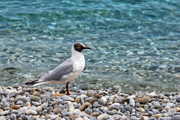 Mouette rieuse (mélanocéphale) de profil en front de mer