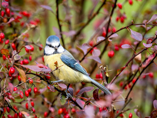 Blaumeise (Cyanistes caeruleu)