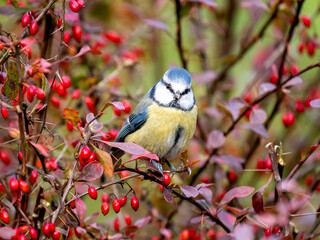 Blaumeise (Cyanistes caeruleu)