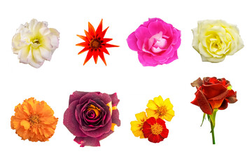 A set of multicolored roses Macro photo flowers chrysanthemum, rose, cabbage, clematis, anthurium, sunflower on white isolated background