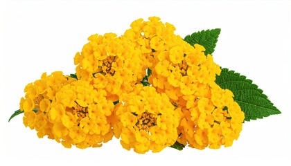 Vibrant cluster of small, round, bright yellow flowers with small, serrated green leaves, isolated on white