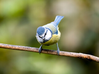 Blaumeise&nbsp;(Cyanistes caeruleu)