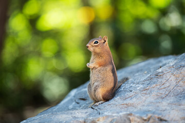 Adorable chipmunk sitting on a stone in a natural outdoor setting, showcasing wildlife and the beauty of nature perfect for travel, adventure and nature 