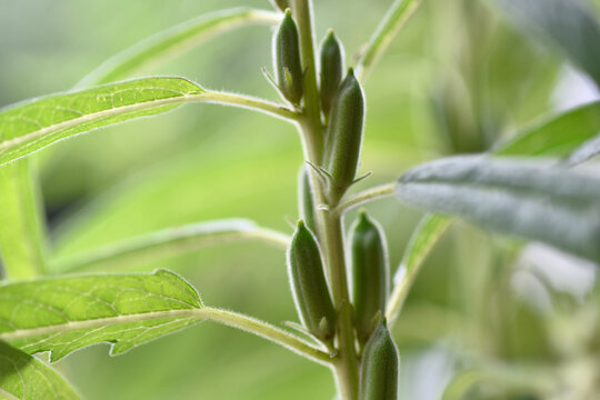 Sesame, black Sesame plant,sesame fruit, simsim, benne or gingelly, Sesamum indicum