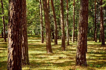 drzewa,park  © Marcin Łazarczyk