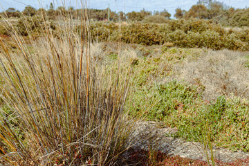 grasses in coastal wetlands off Williamstown in inner bayside Melbourne