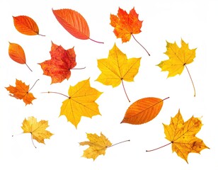 Collection of assorted autumn leaves, various shades of red, orange, and yellow, isolated on white background