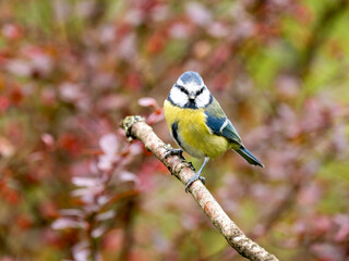 Blaumeise (Cyanistes caeruleu)