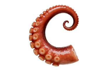 Tentacle of an octopus showcasing its vibrant color and unique texture in underwater environment