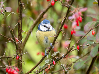Blaumeise (Cyanistes caeruleu)