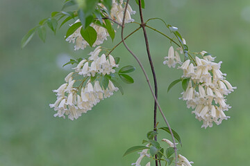 White flower of Pandrea.