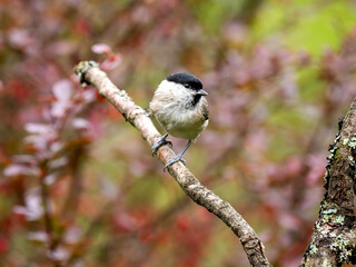 Sumpfmeise (Poecile palustris)