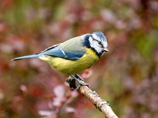 Blaumeise (Cyanistes caeruleu)