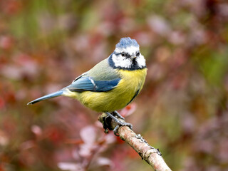 Obraz premium Blaumeise&nbsp;(Cyanistes caeruleu)