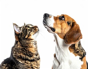 Close-up of a cat and a dog looking upwards