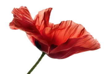 A vivid red poppy petal glows against a stark black backdrop. The fine details are brought out. A delicate, ethereal beauty emerges.