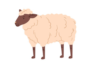 Sheep, domestic country farm animal. Fluffy furry fuzzy ewe standing. Countryside rural fauna, livestock, woolly soft hairy mammal. Flat vector illustration isolated on white background.