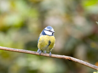 Blaumeise (Cyanistes caeruleu)
