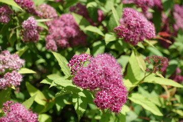 Close view of pink flowers of Japanese spiraea in mid June