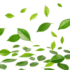 Green leaves falling isolated on transparent background  
