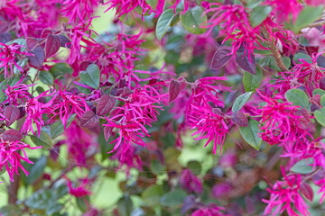 Pink Chinese Fringe Flowers