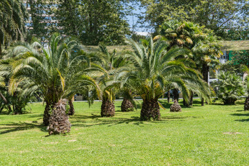 Vibrant canary Island Date Palms (Phoenix canariensis) with its arching green leaves rises under clear blue sky, casting soft shadows on trimmed grass below. Sochi City Park.