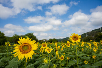 Fototapeta premium Sunflower Field under Bright Summer Sky in Korea