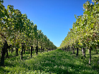 Golden Grapes Across Alsace Vineyards