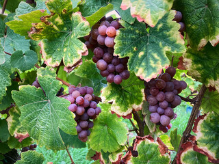 Golden Grapes Across Alsace Vineyards