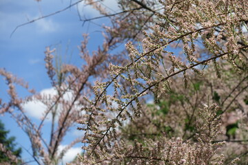 A lot of pink buds on branches of Tamarix ramosissima against blue sky in May