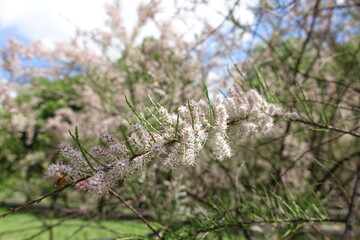 Blooming branch of Tamarix ramosissima in May