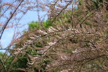 Buds and pink flowers on branches of Tamarix ramosissima against blue sky in mid May