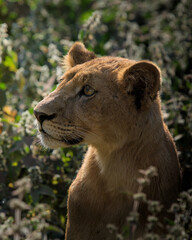 Baby Lion in the Serengeti Nationalpark, Tanzania
