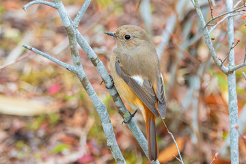 冬の枝にとまるジョウビタキの雌の野鳥