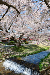 観音寺川の桜並木。猪苗代、福島、日本。4月下旬。