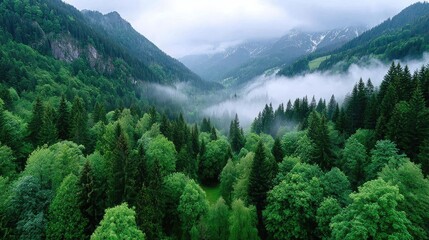 Lush Green Forest with Dense Pine Trees and Misty Mountains on Overcast Summer Day in Verdant Valley