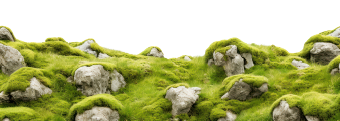 PNG Grass outdoors nature plant.