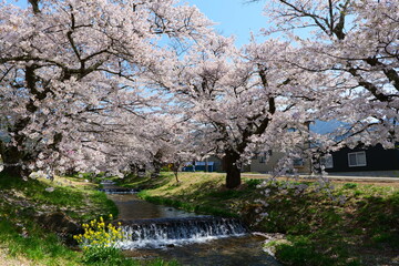 観音寺川の桜並木。猪苗代、福島、日本。4月下旬。