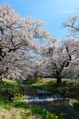 観音寺川の桜並木。猪苗代、福島、日本。4月下旬。