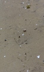 footprints on the beach
