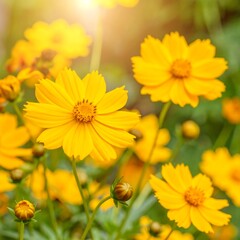 Obraz premium Bright yellow cosmos flowers