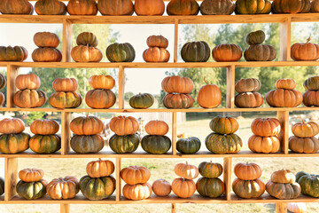 Pile of pumpkins at the autumn farmers harvest market. Row of many ripe orange pumpkins on wooden shelf. Country rustic squash autumn background. Fall decor for Halloween, Thanksgiving	
